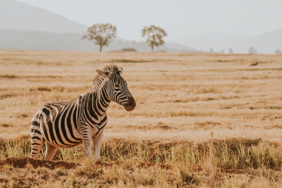 FIH Fotografie » Zuid Afrika